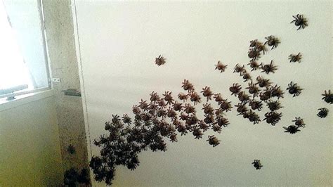 Spider infestation. Things To Know About Spider infestation. 